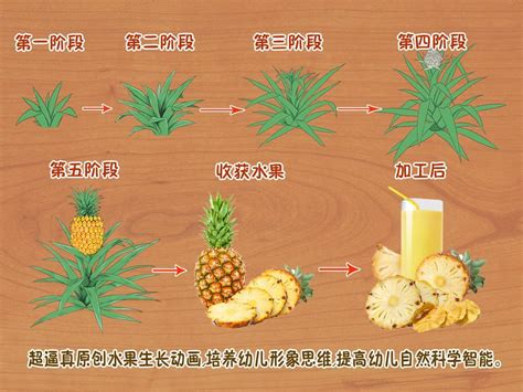 水果生長的地方|四季水果